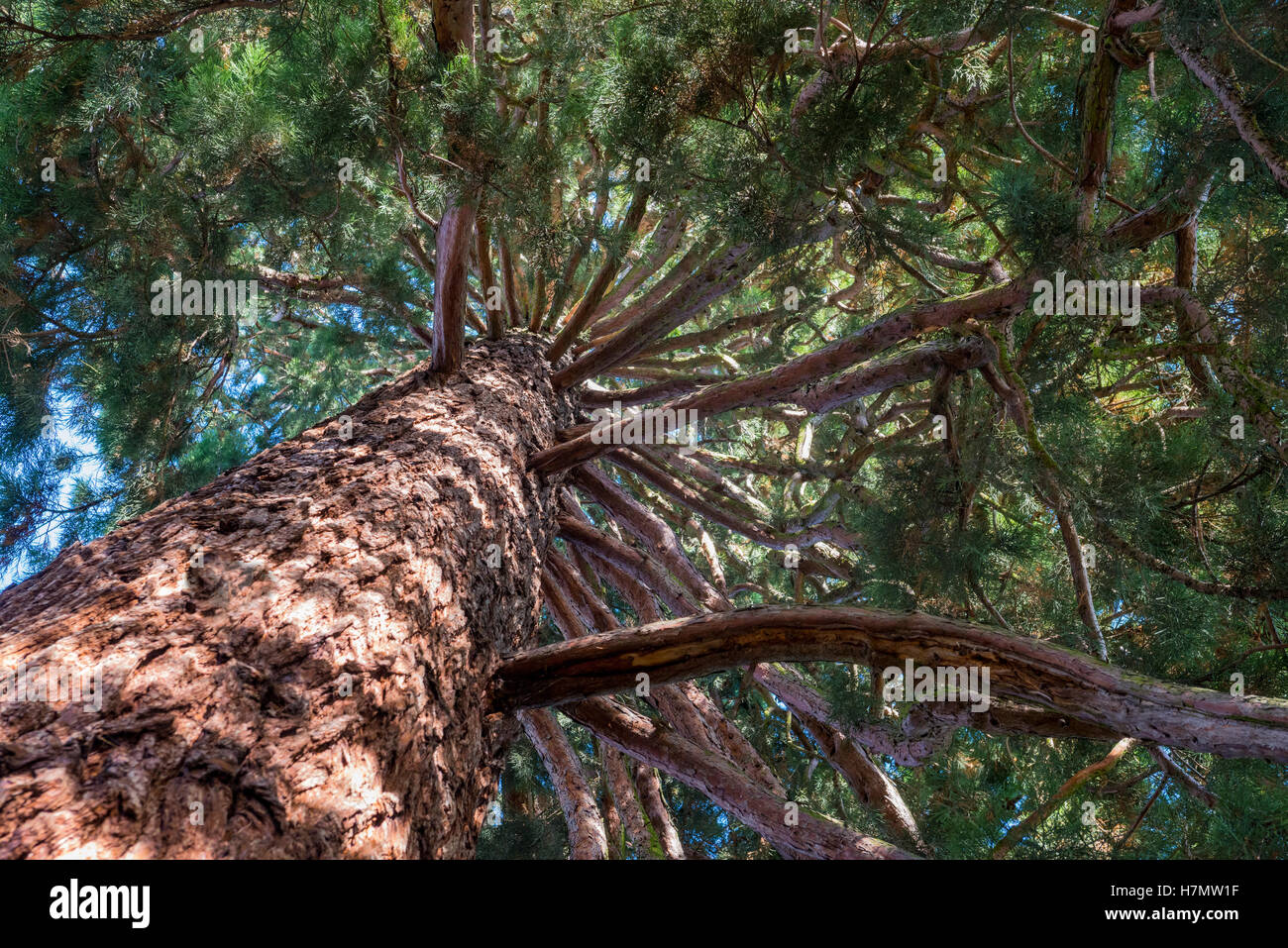 Sequoia gigante (Sequoiadendron giganteum), vista guardando il tronco, Annecy, Haute Savoie, Francia Foto Stock