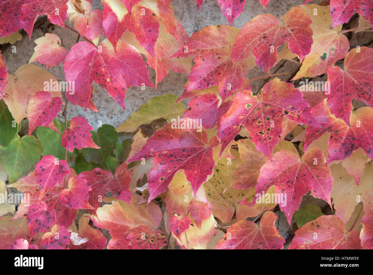 Foglie colorate in autunno, Grilly, Auvergne-Rhône-Alpes, Francia Foto Stock