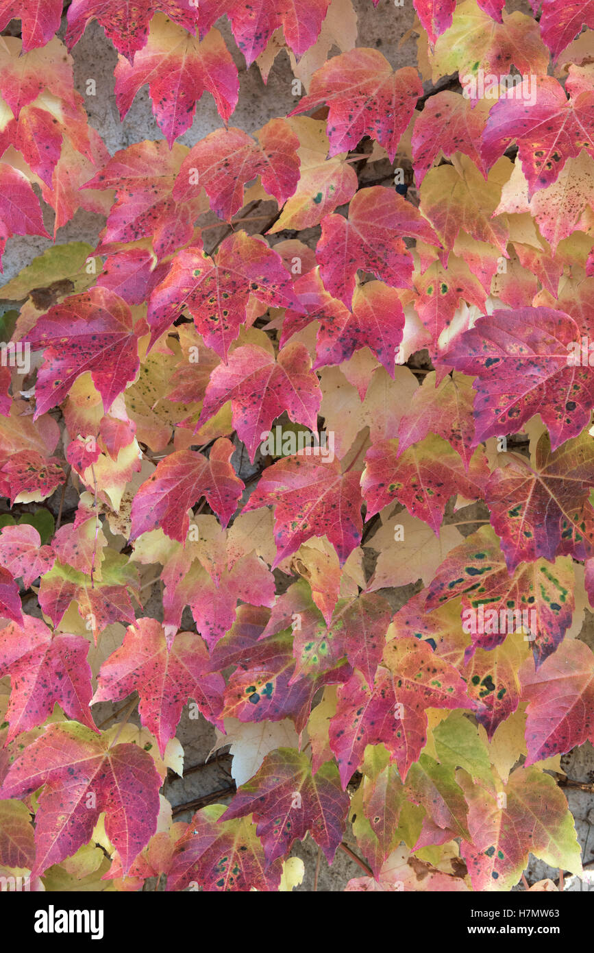 Foglie colorate in autunno, Grilly, Auvergne-Rhône-Alpes, Francia Foto Stock