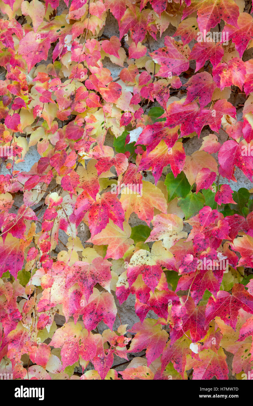 Foglie colorate in autunno, Grilly, Auvergne-Rhône-Alpes, Francia Foto Stock
