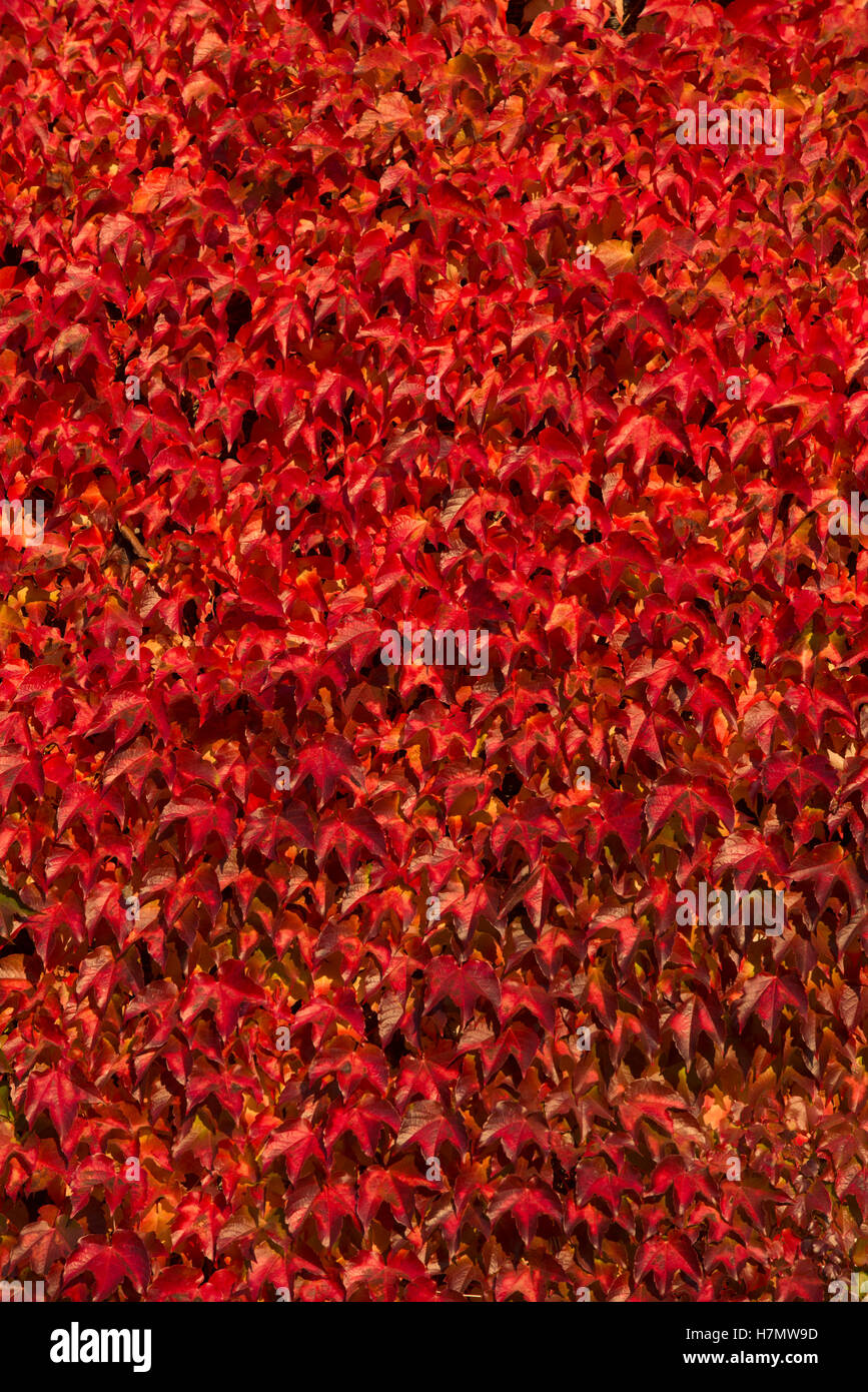Foglie colorate in autunno, Grilly, Auvergne-Rhône-Alpes, Francia Foto Stock