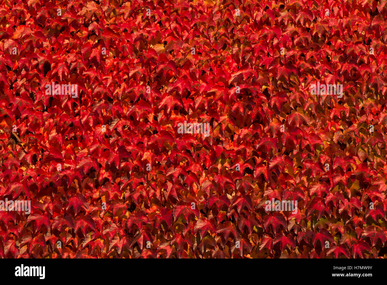 Foglie colorate in autunno, Grilly, Auvergne-Rhône-Alpes, Francia Foto Stock