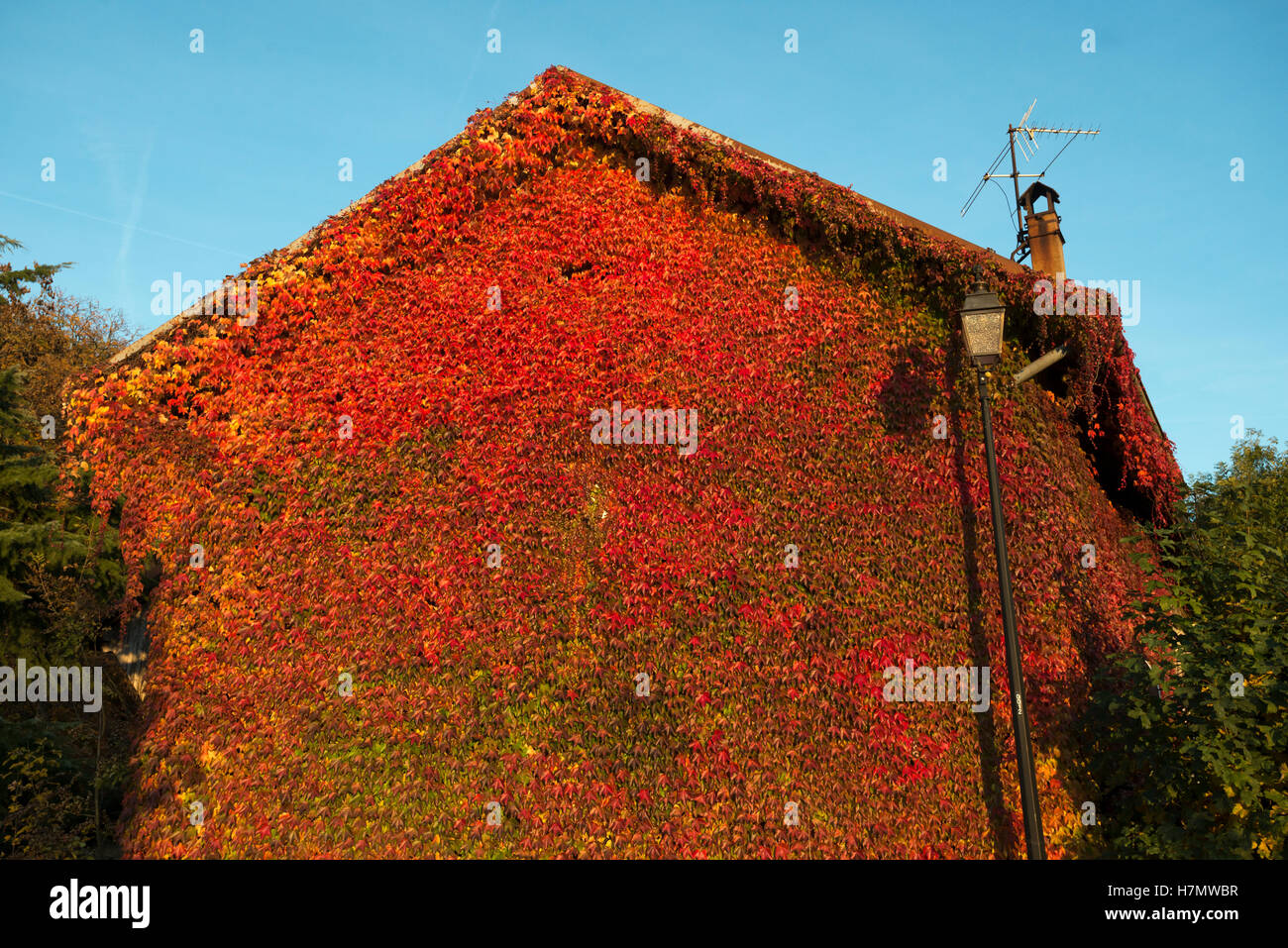 Muro di casa coperto con foglie colorate in autunno, Grilly, Auvergne-Rhône-Alpes, Francia Foto Stock