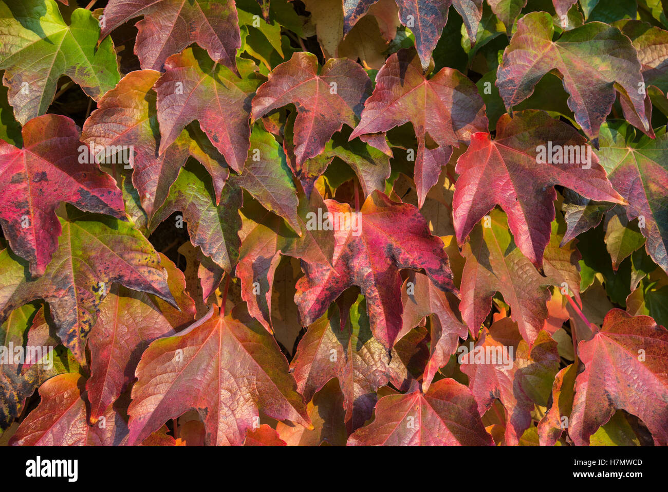 Foglie colorate in autunno, Grilly, Auvergne-Rhône-Alpes, Francia Foto Stock