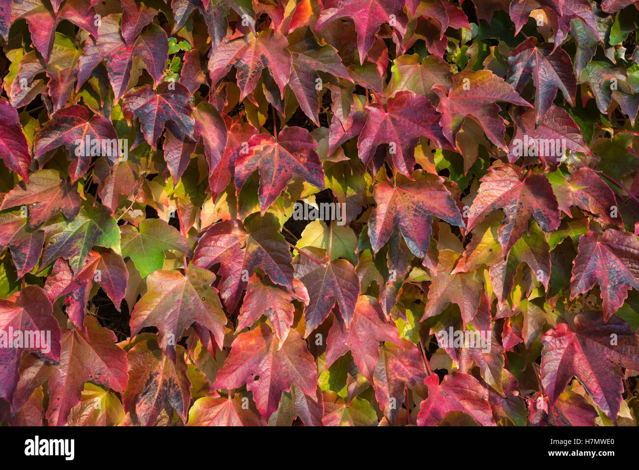 Foglie colorate in autunno, Grilly, Auvergne-Rhône-Alpes, Francia Foto Stock