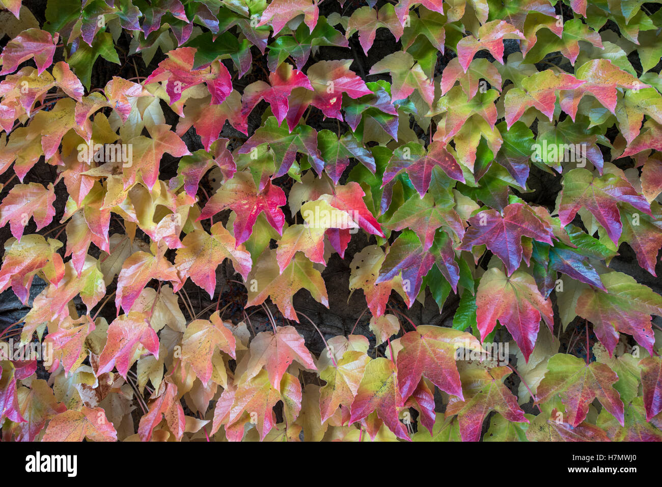 Foglie colorate in autunno, Grilly, Auvergne-Rhône-Alpes, Francia Foto Stock