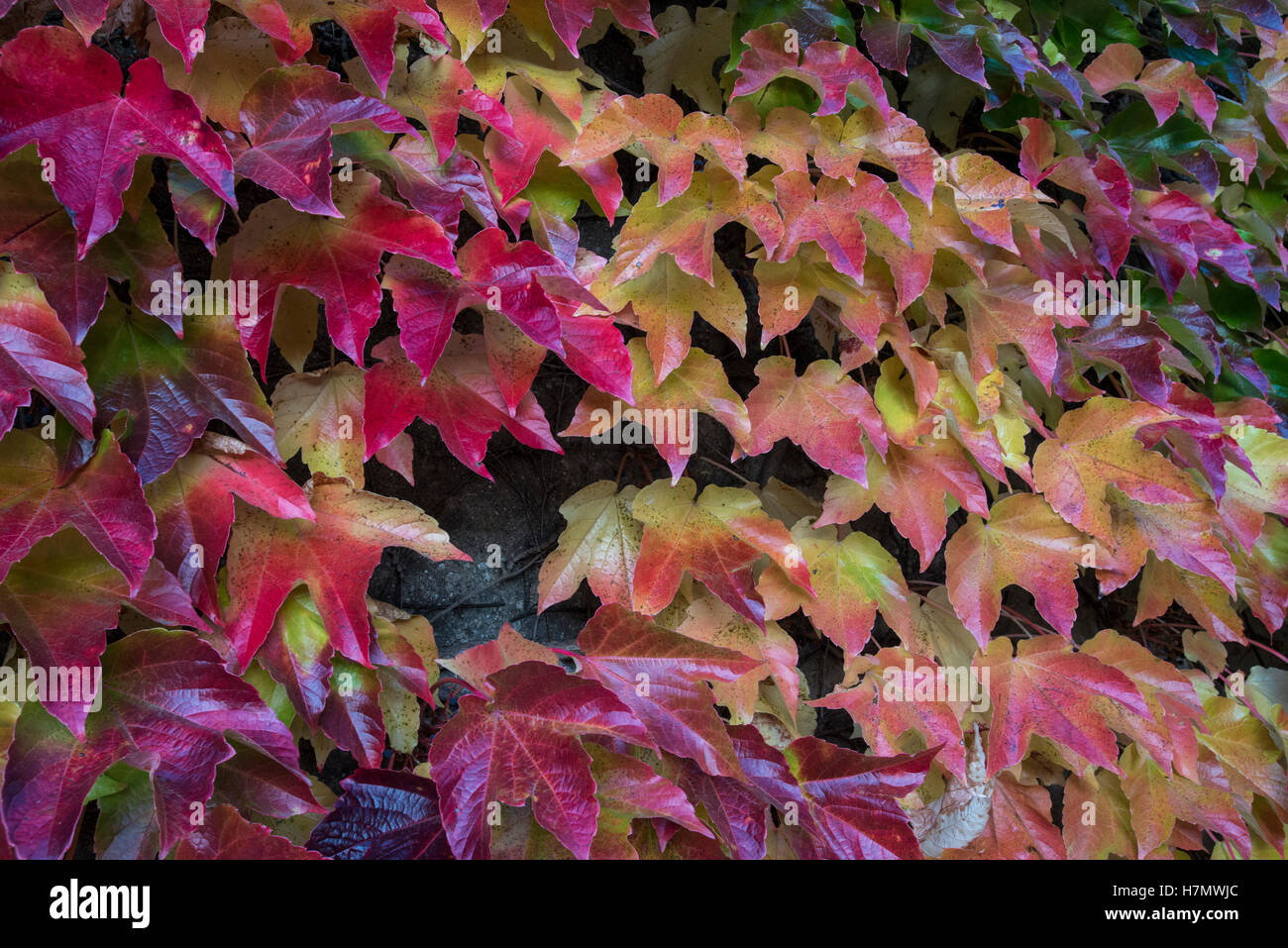Foglie colorate in autunno, Grilly, Auvergne-Rhône-Alpes, Francia Foto Stock