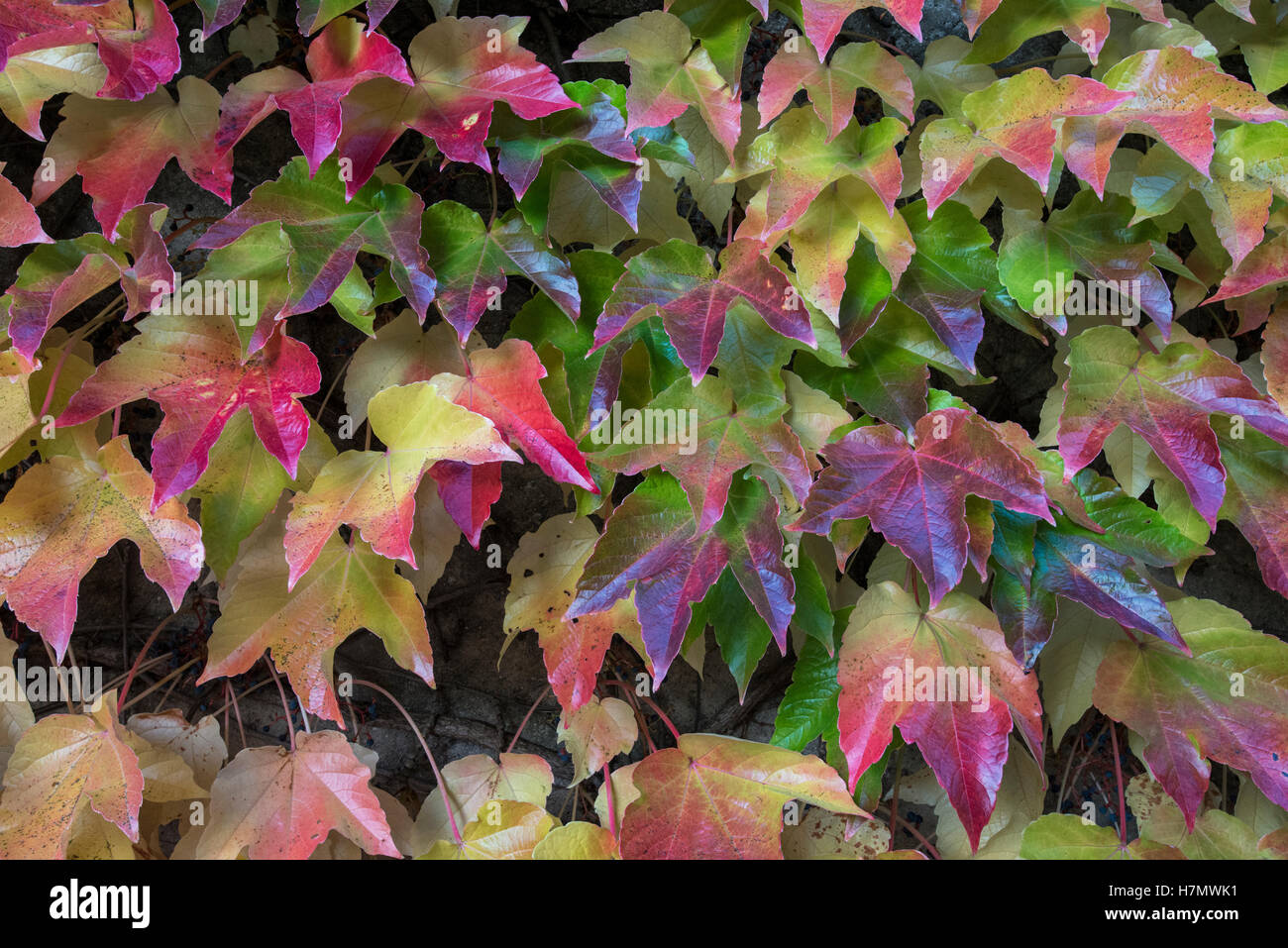 Foglie colorate in autunno, Grilly, Auvergne-Rhône-Alpes, Francia Foto Stock