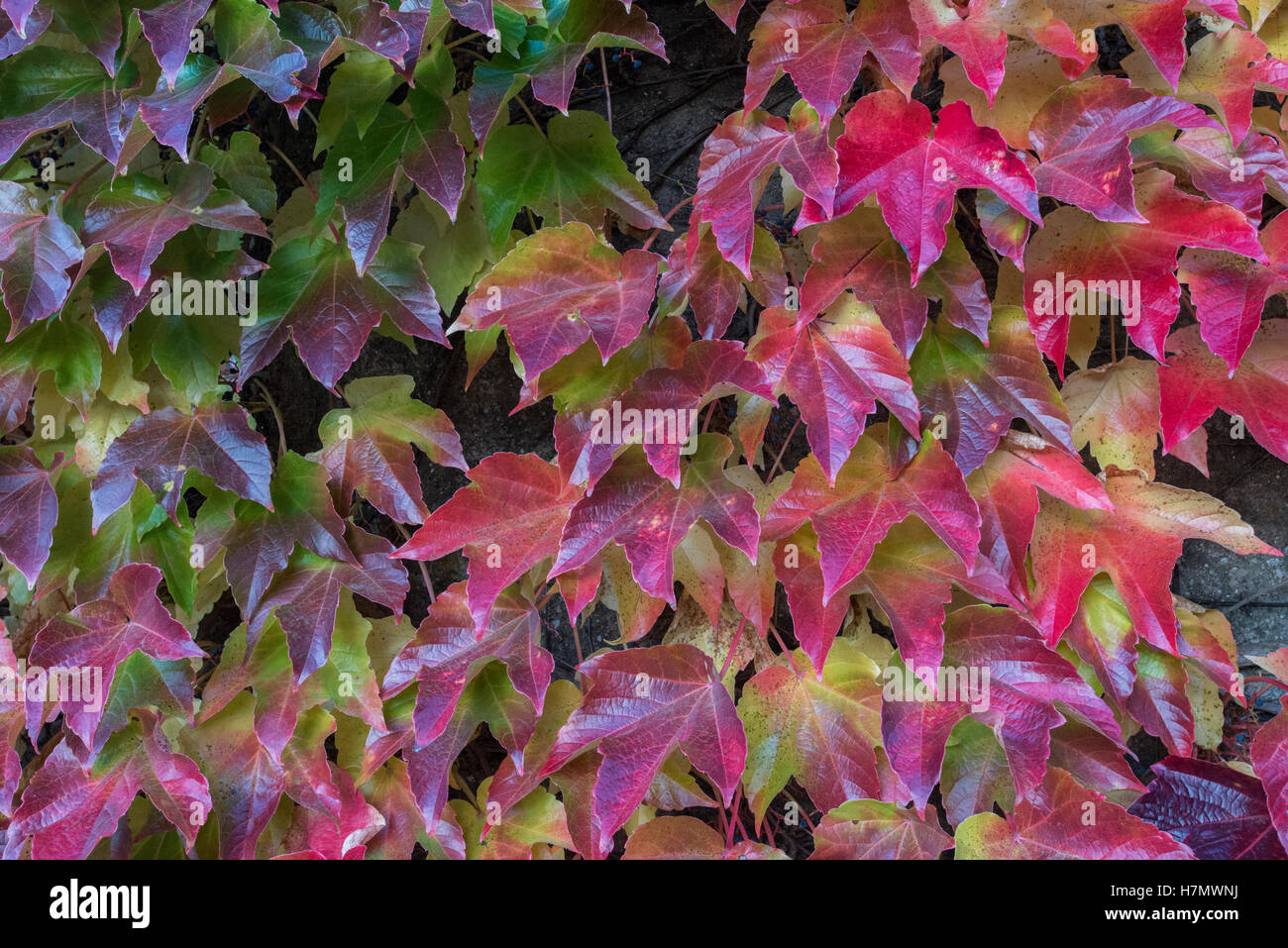 Foglie colorate in autunno, Grilly, Auvergne-Rhône-Alpes, Francia Foto Stock
