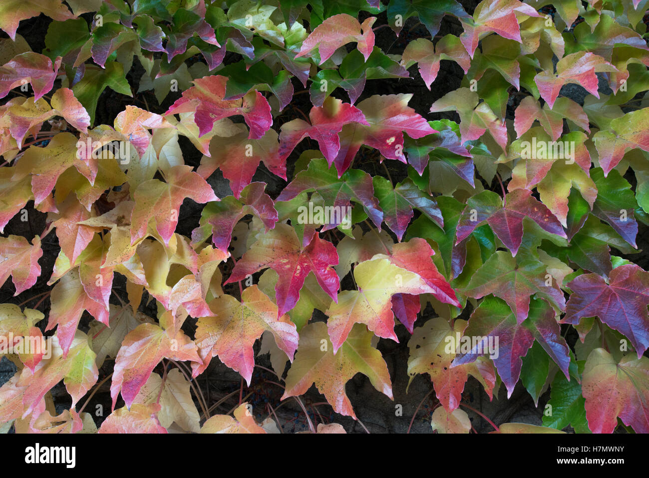 Foglie colorate in autunno, Grilly, Auvergne-Rhône-Alpes, Francia Foto Stock