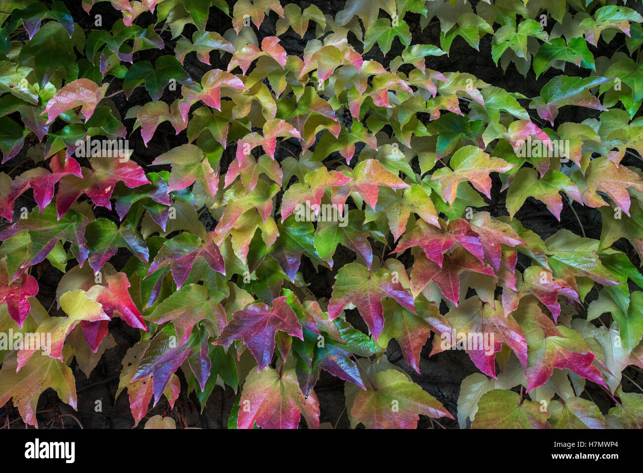 Foglie colorate in autunno, Grilly, Auvergne-Rhône-Alpes, Francia Foto Stock