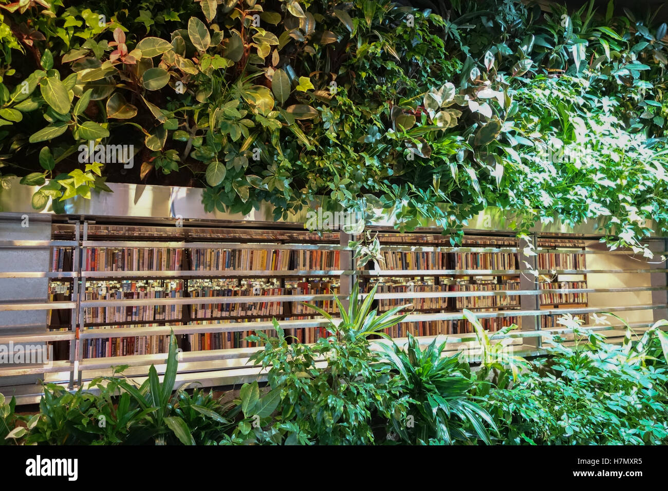 Impianto indoor naturale di filtro aria Foto Stock