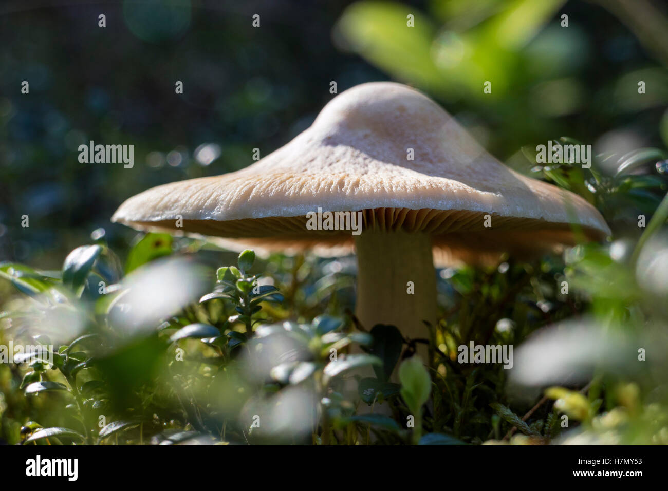 Cortinarius funghi nel bosco Foto Stock