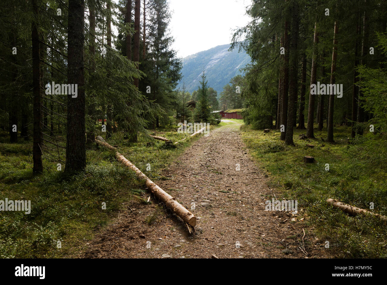 Percorso a piedi nella foresta, Setesdal, Norvegia Foto Stock