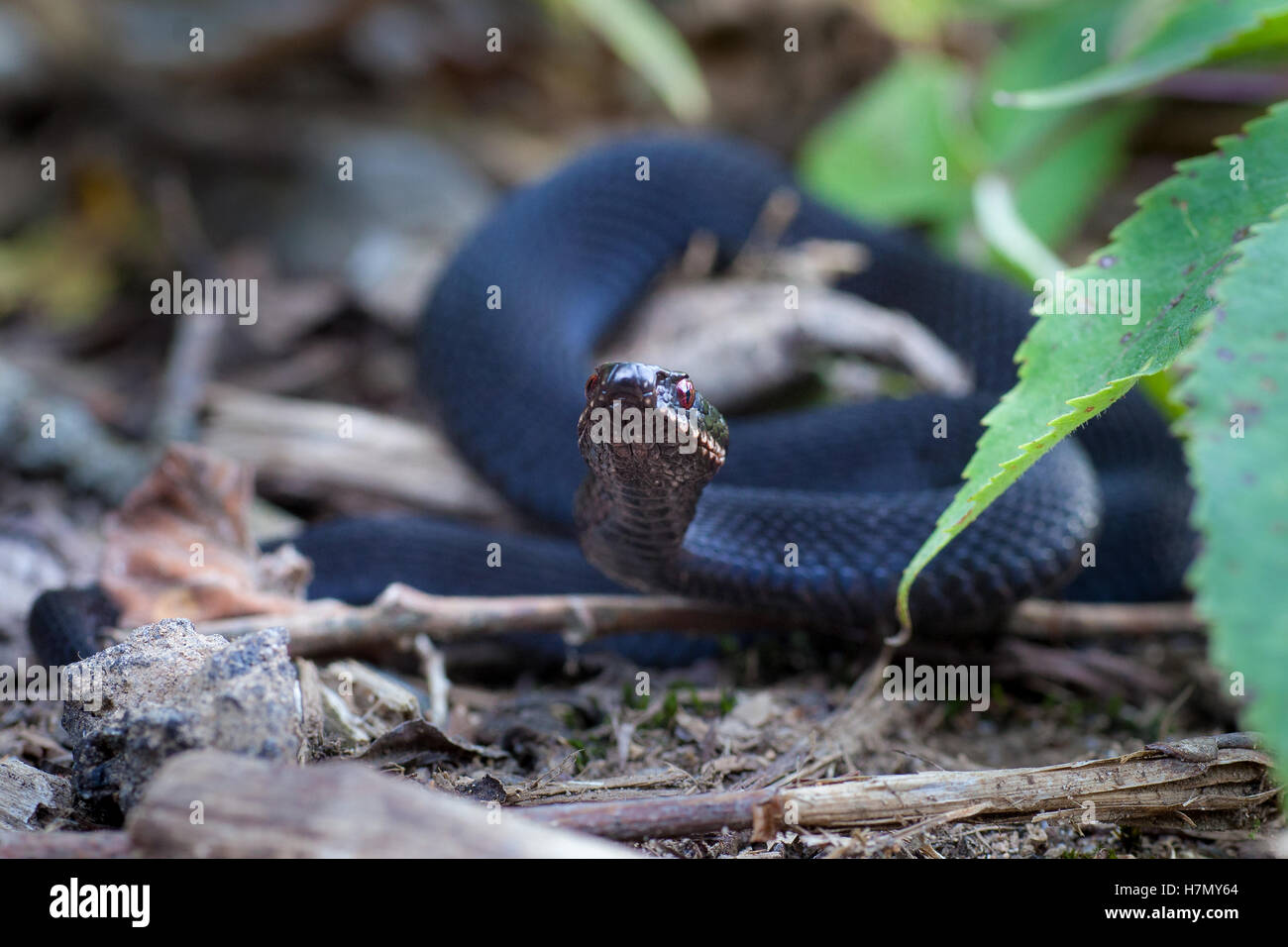 Serpente nero Foto Stock