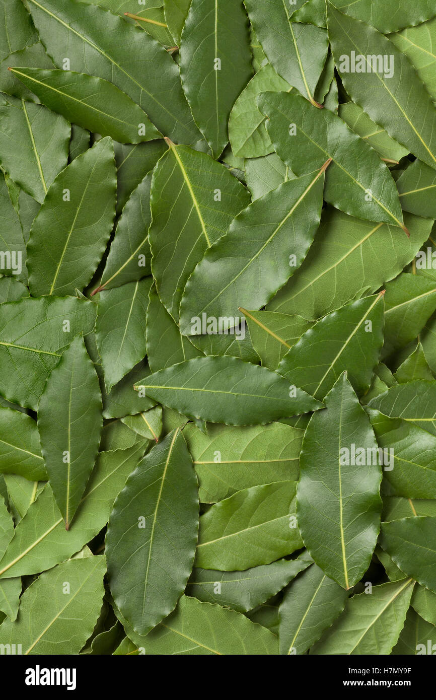 Essiccato Verde foglie di alloro frame completo Foto Stock
