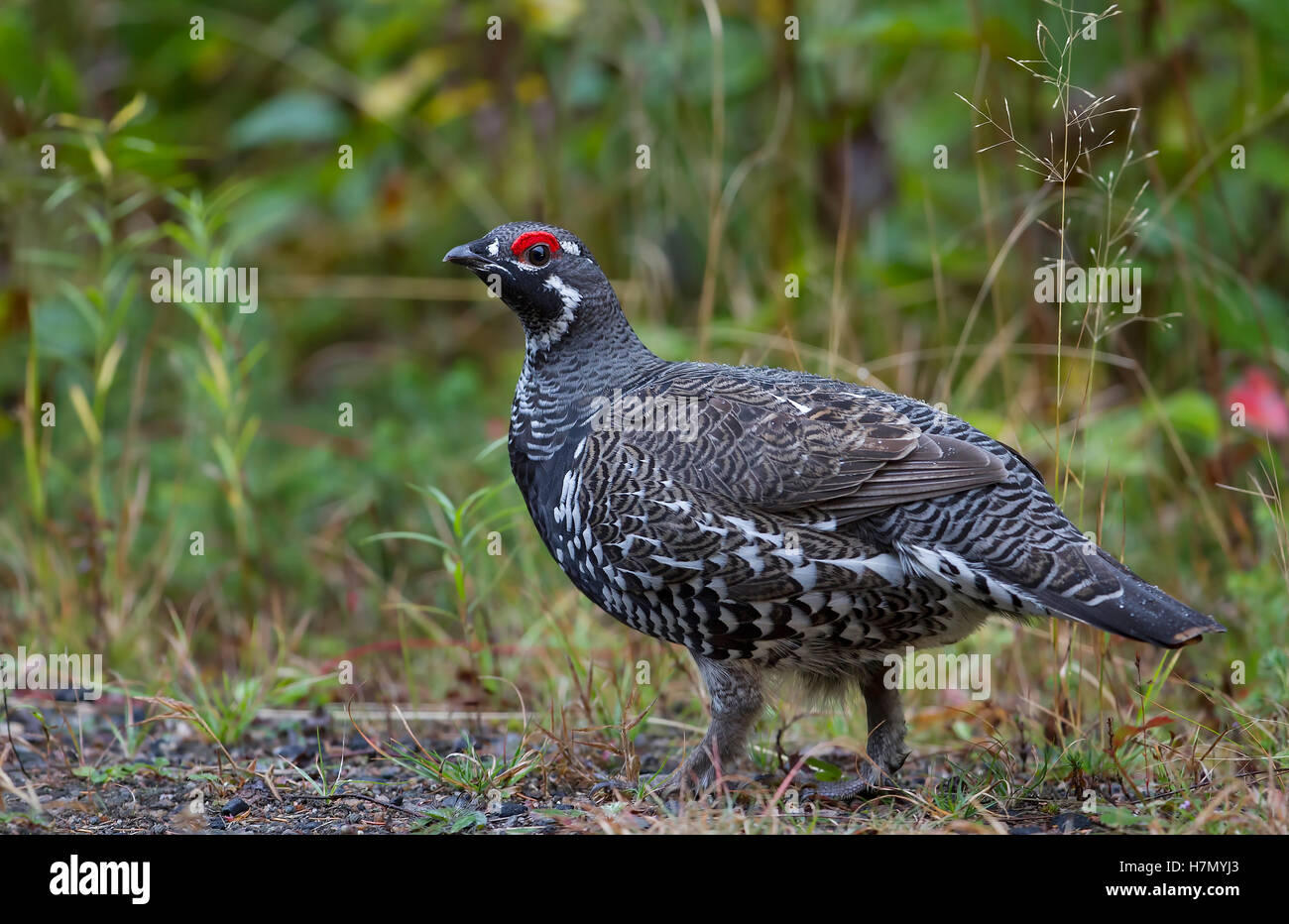 Abete rosso maschio di gallo forcello strutting lungo la strada in Algonquin Park in Canada Foto Stock