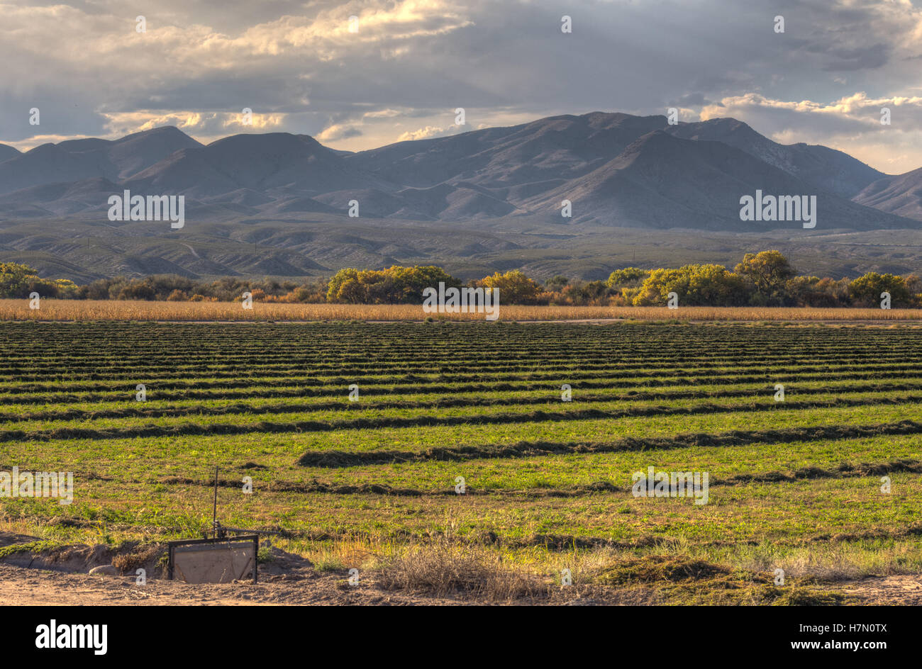Campo di taglio fresco Erba medica a Bosque del Apache National Wildlife Refuge, nuovo Messico, Stati Uniti d'America. Foto Stock