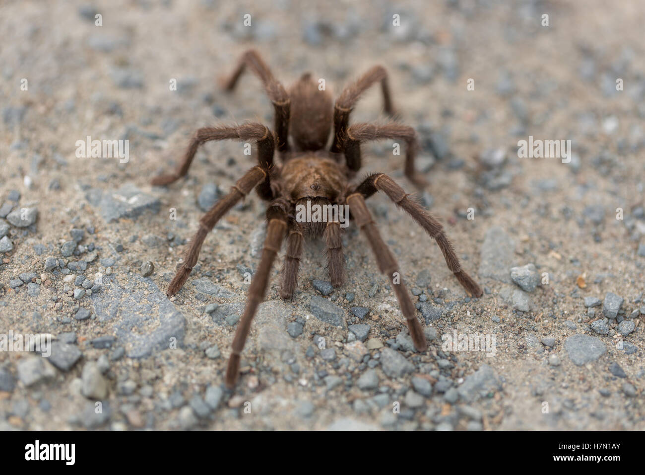 Tarantula - Aphonopelma, Contra Costa County, California, Stati Uniti d'America, Autunno 2016. Foto Stock