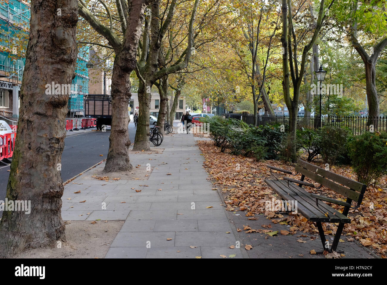 Alberi di strada e panca su Brunswick Square, Londra Foto Stock