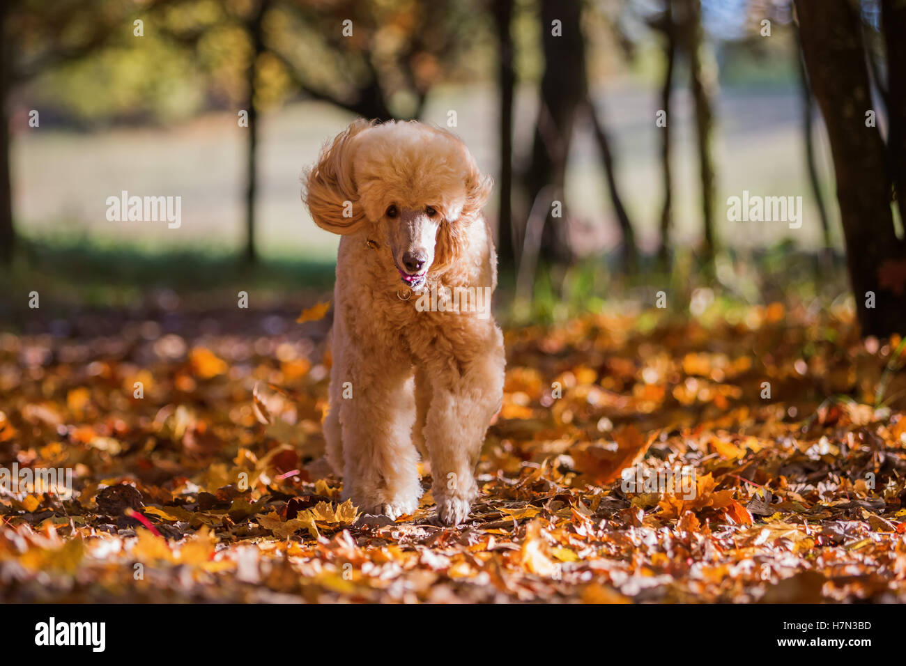 Royal poodle in esecuzione nella foresta di autunno Foto Stock