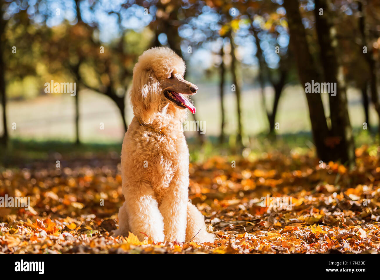 Ritratto di un barboncino reale in una foresta di autunno Foto Stock