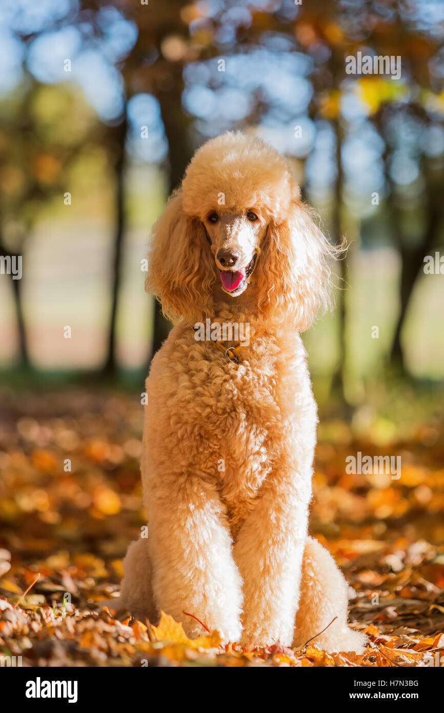 Ritratto di un barboncino reale in una foresta di autunno Foto Stock