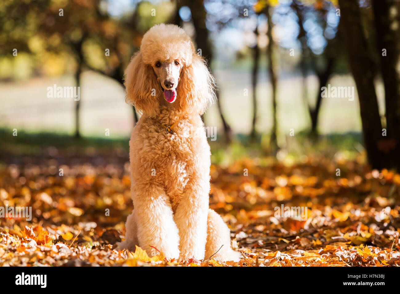 Ritratto di un barboncino reale in una foresta di autunno Foto Stock