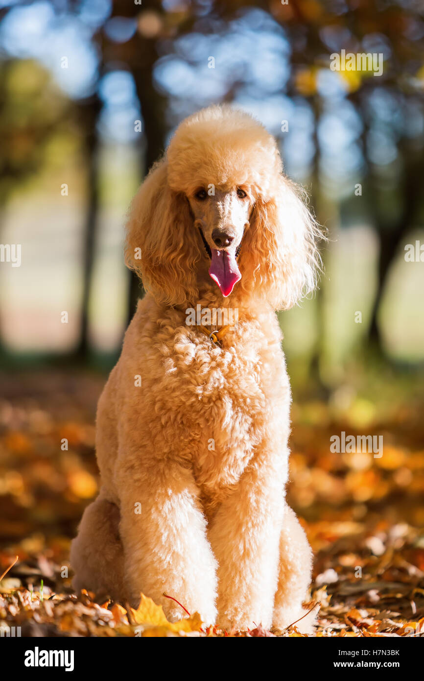 Ritratto di un barboncino reale in una foresta di autunno Foto Stock
