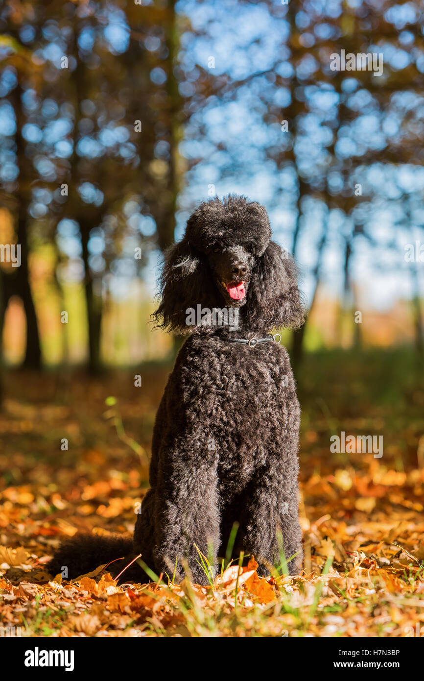 Ritratto di un barboncino reale in una foresta di autunno Foto Stock