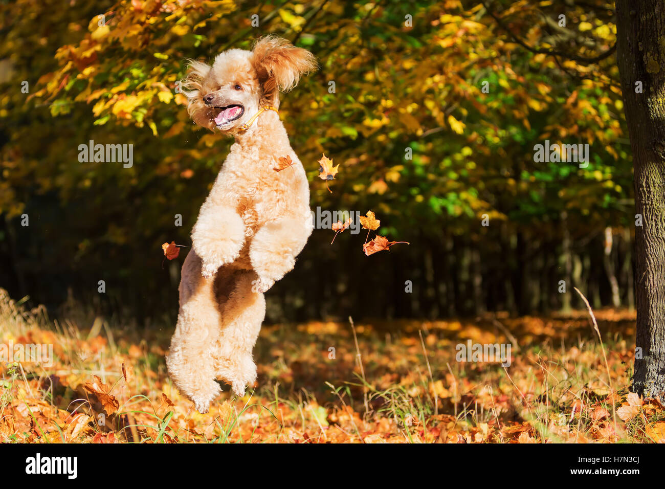 Royal poodle divertirsi saltando di foglie di autunno Foto Stock