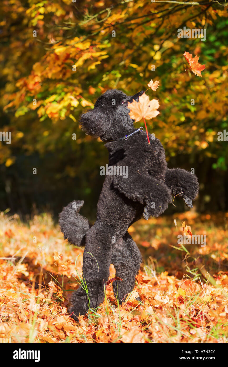 Royal poodle divertirsi saltando di foglie di autunno Foto Stock