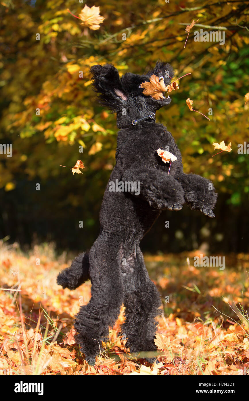 Royal poodle divertirsi saltando di foglie di autunno Foto Stock