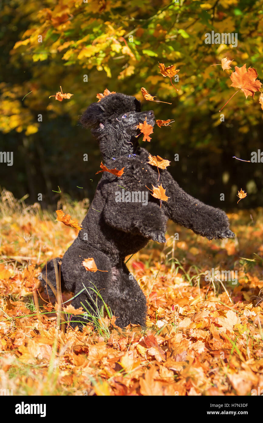 Royal poodle divertirsi saltando di foglie di autunno Foto Stock