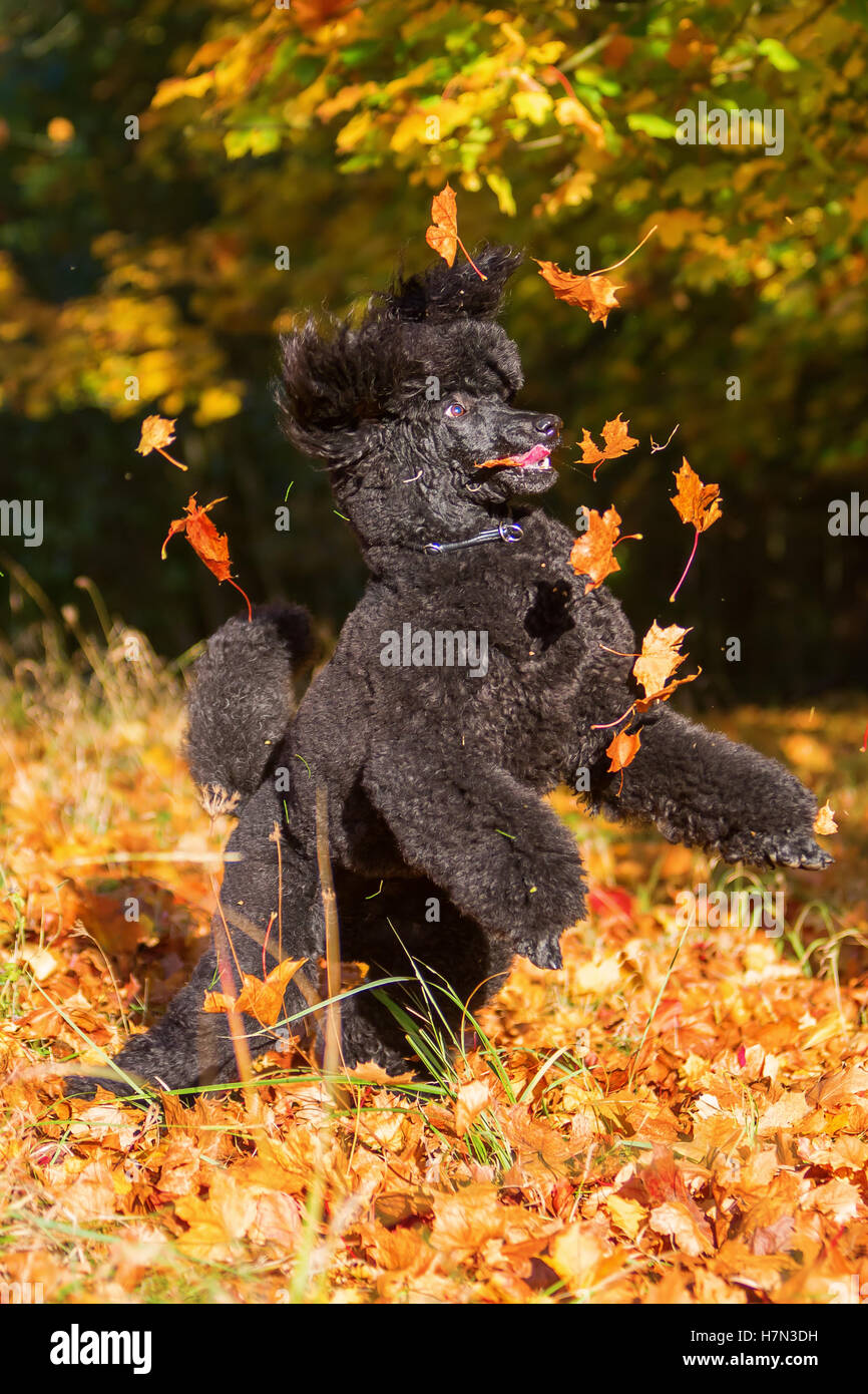 Royal poodle divertirsi saltando di foglie di autunno Foto Stock
