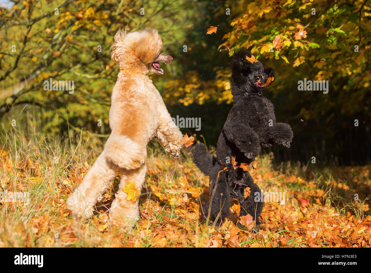 Due gatti royal divertendosi con foglie di autunno Foto Stock