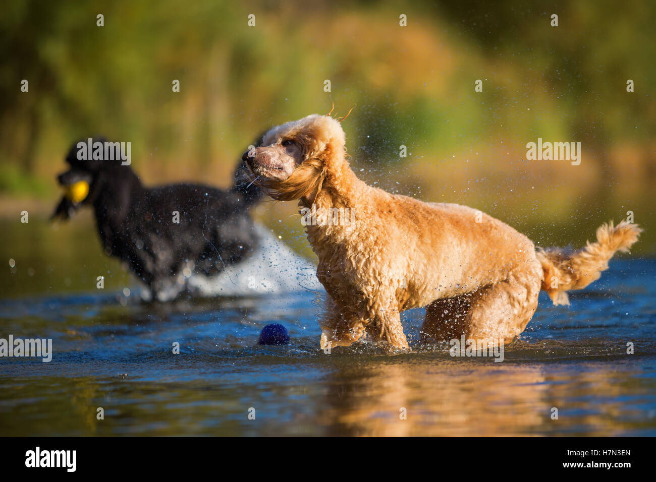 Wet royal poodle scuotendo il pelo dopo l'esecuzione in un lago Foto Stock