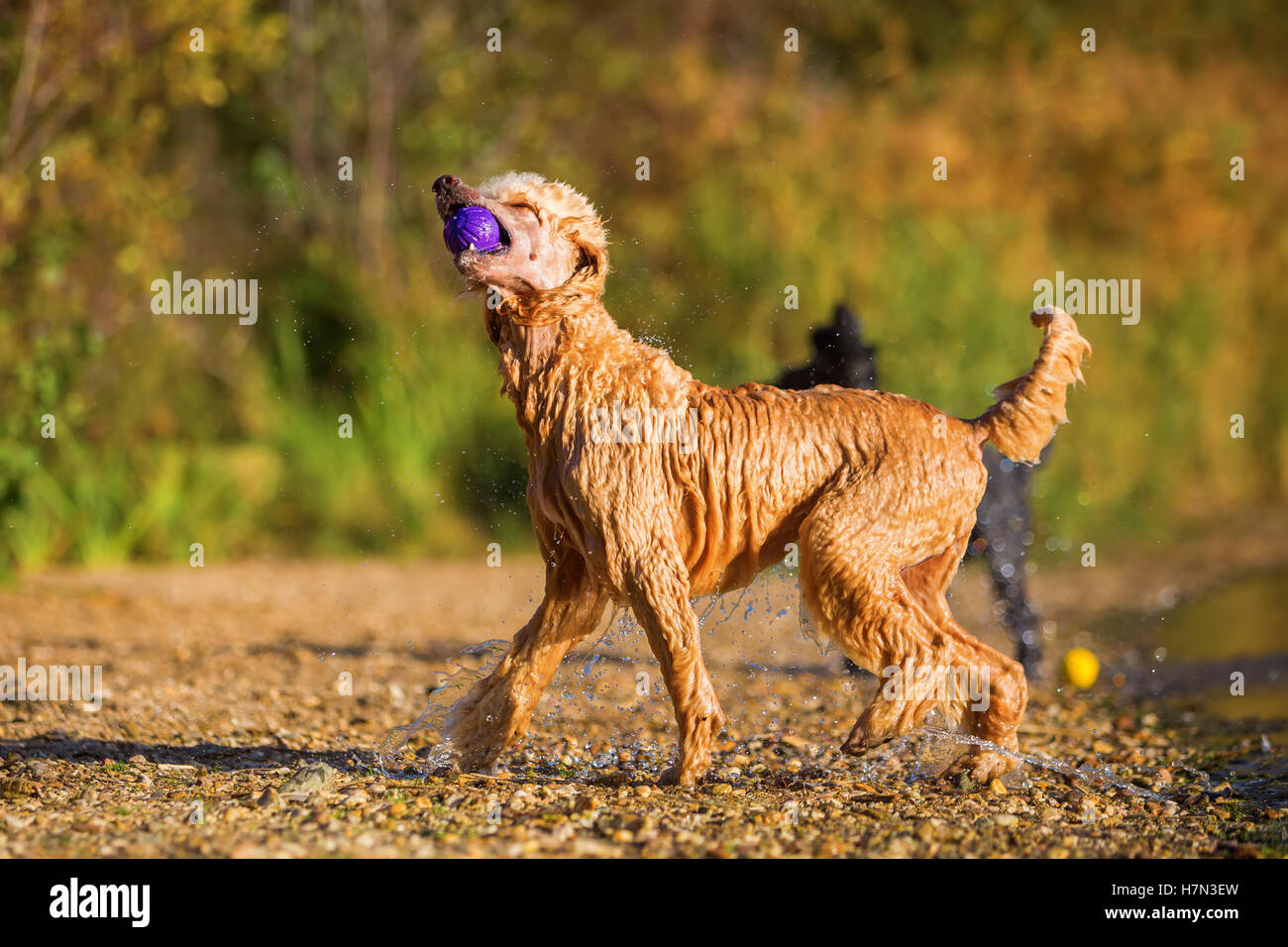 Wet royal poodle scuotendo il pelo dopo l'esecuzione in un lago Foto Stock