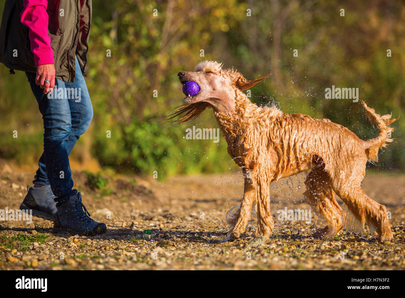 Wet royal poodle scuotendo il pelo dopo l'esecuzione in un lago Foto Stock