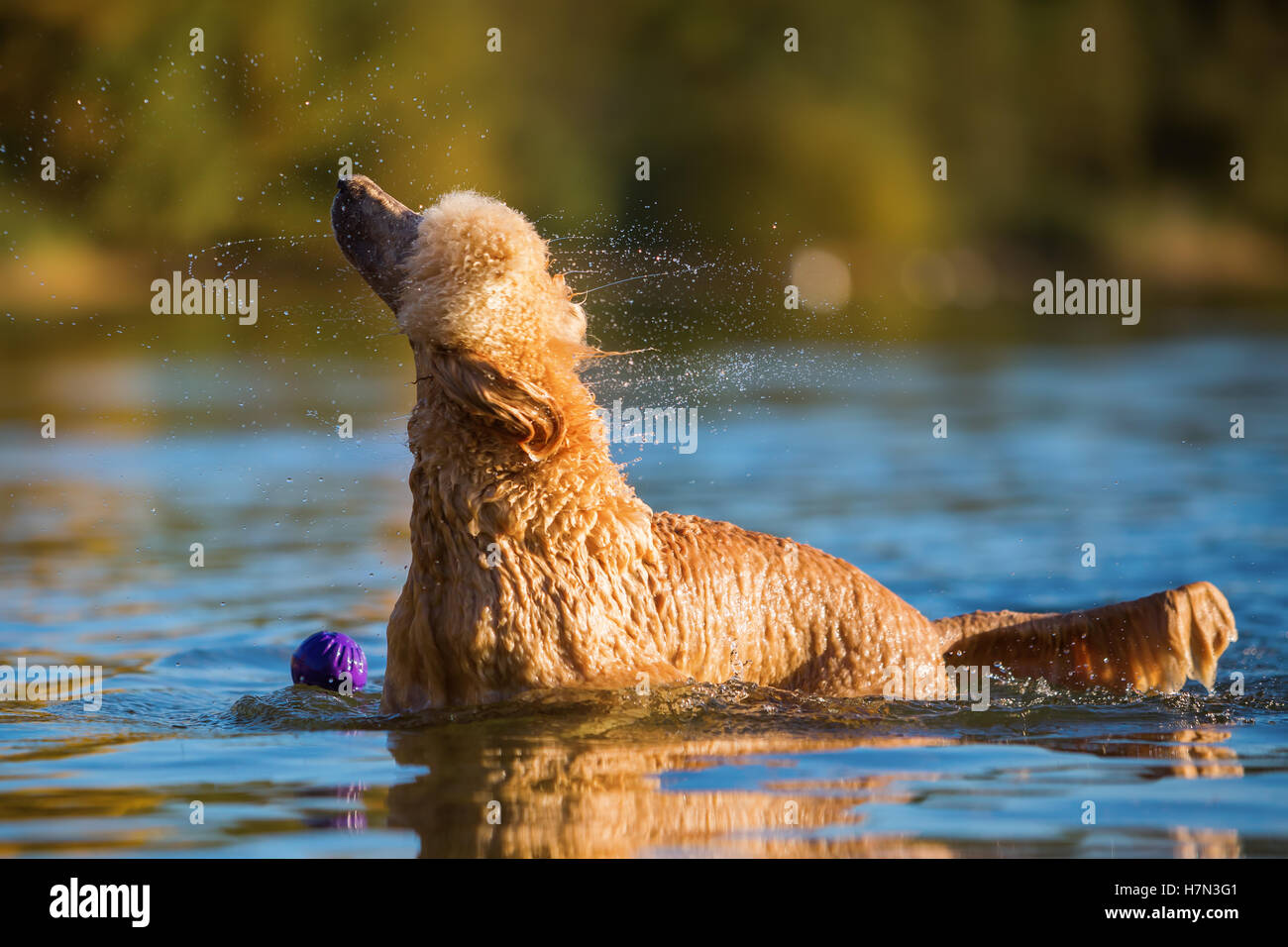 Wet royal poodle scuotendo il pelo dopo l'esecuzione in un lago Foto Stock