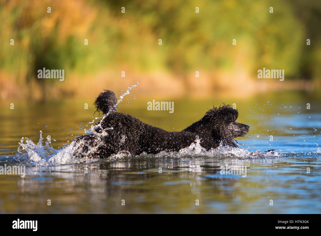 Royal poodle divertirsi a nuoto in un lago Foto Stock
