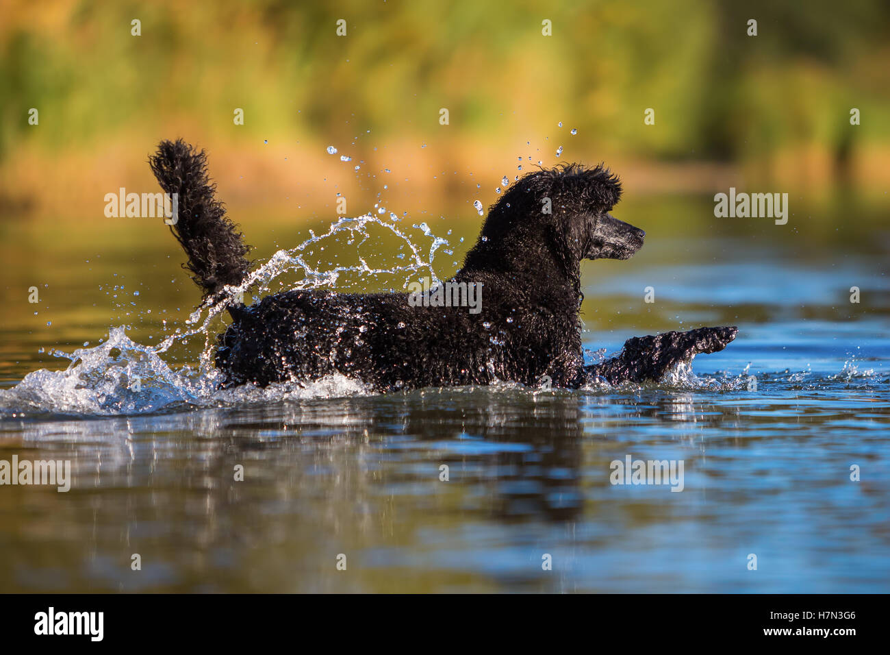 Royal poodle in esecuzione in acqua di un lago Foto Stock