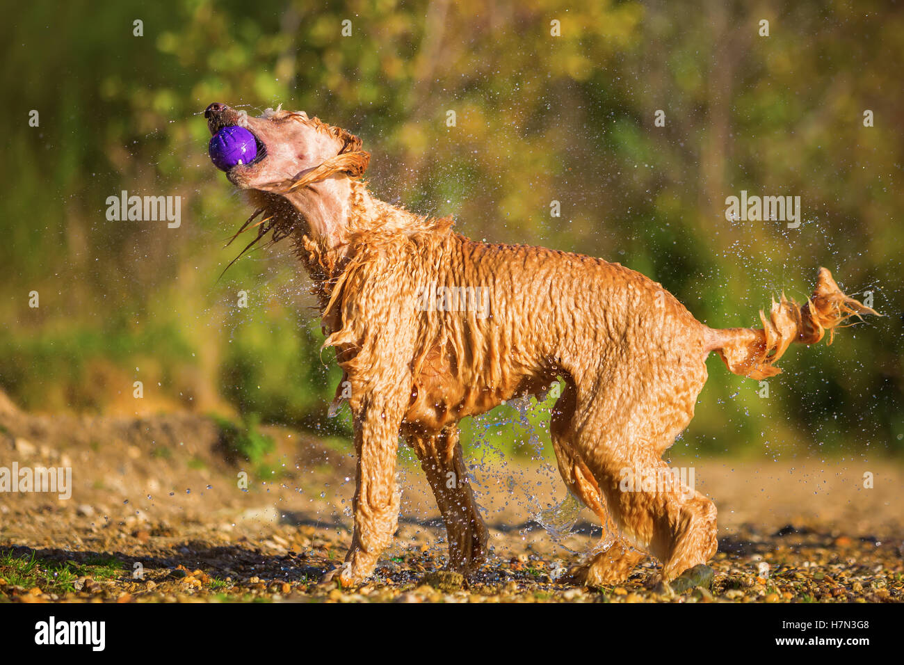 Wet royal poodle scuotendo il pelo dopo l'esecuzione in un lago Foto Stock