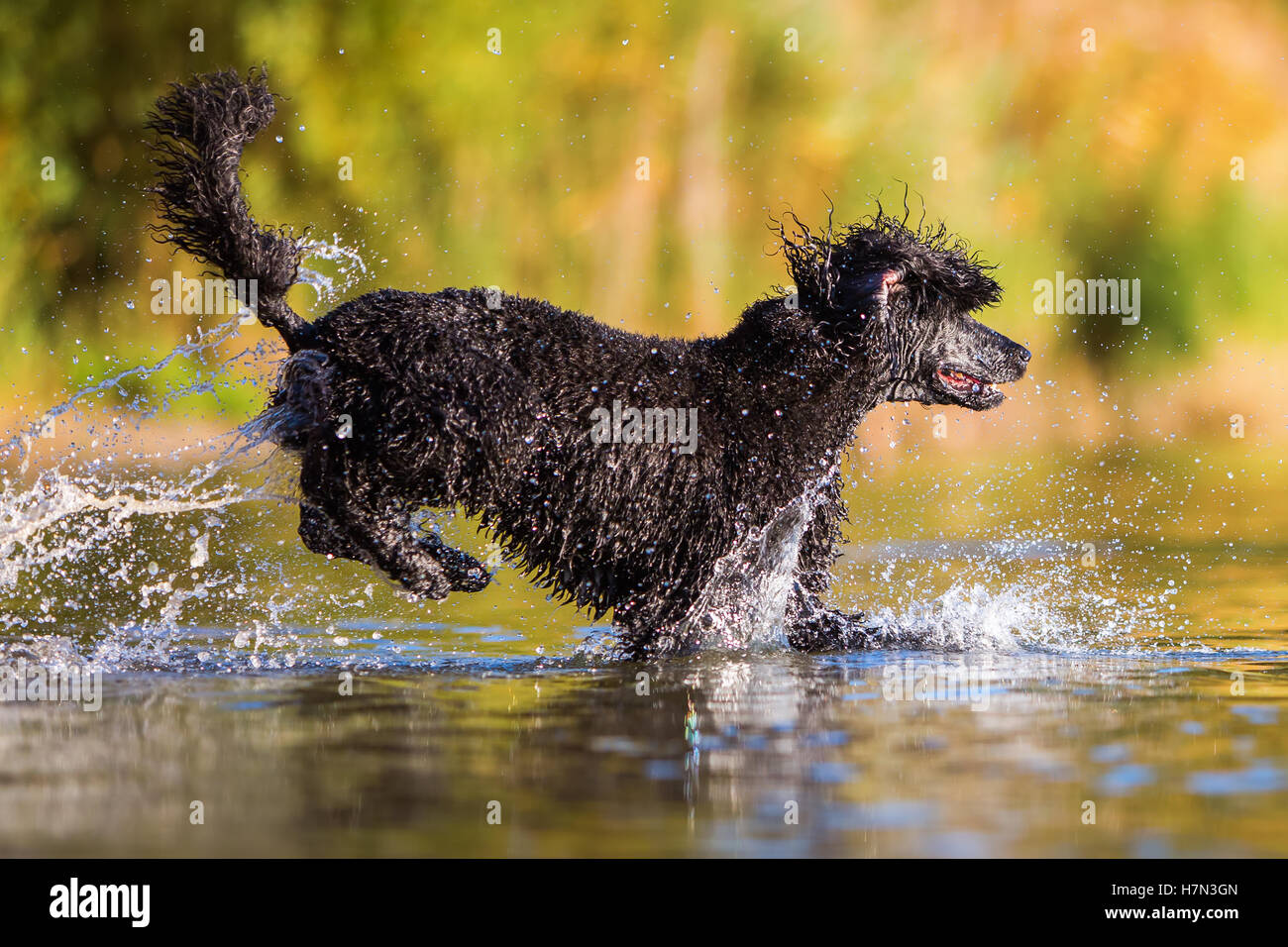 Royal poodle in esecuzione in acqua di un lago Foto Stock