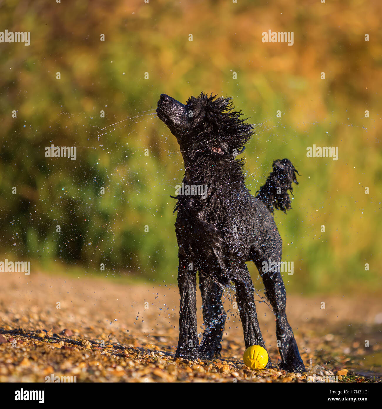 Wet royal poodle scuotendo il pelo dopo l'esecuzione in un lago Foto Stock