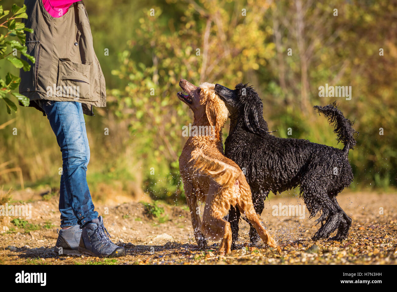 Due wet royal gatti in attesa che una donna getta una palla nel lago Foto Stock