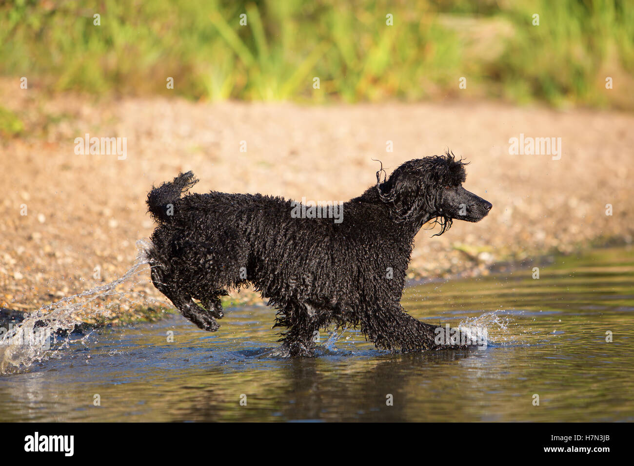 Royal poodle in esecuzione in acqua di un lago Foto Stock