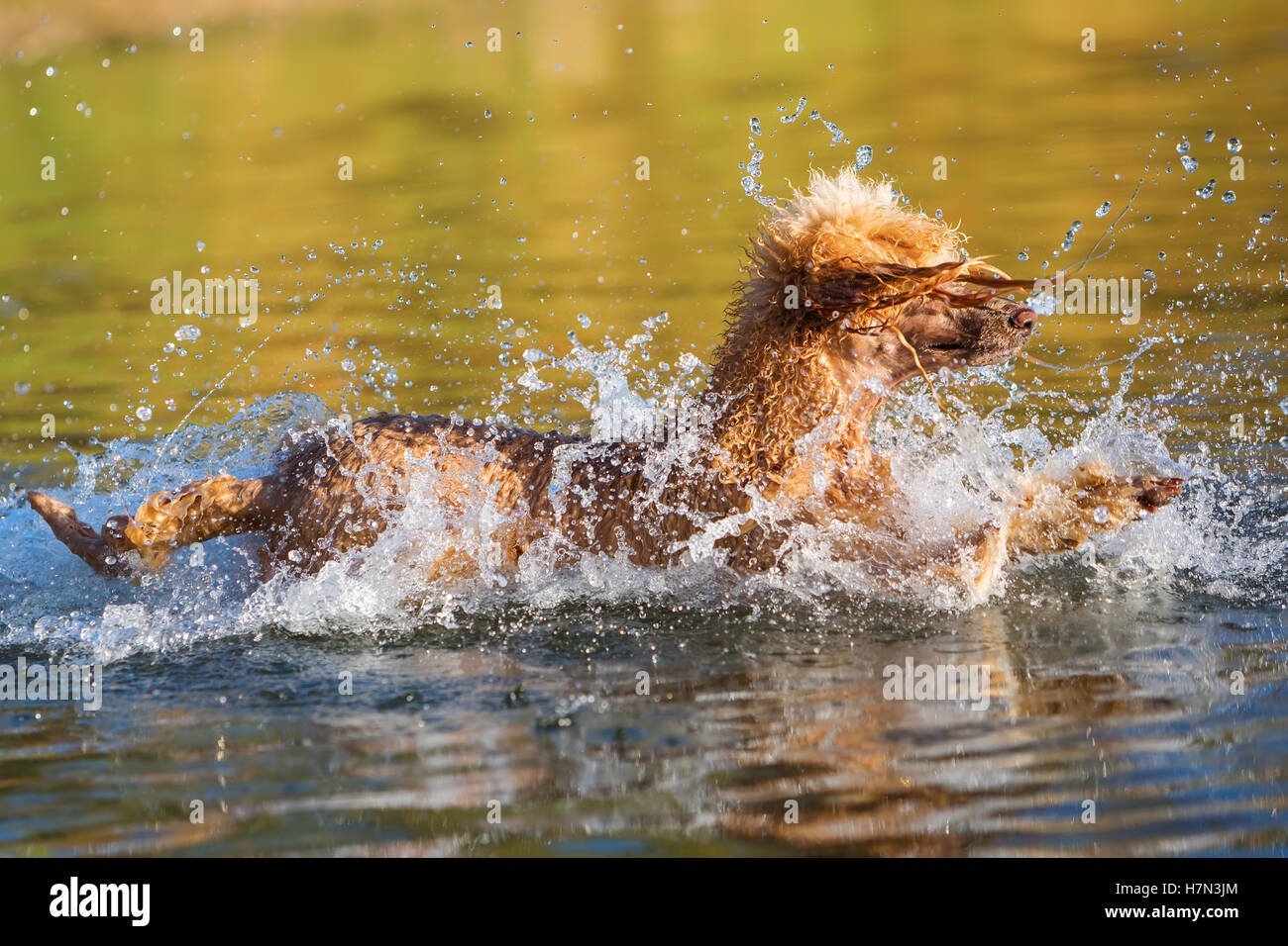 Royal poodle divertirsi a nuoto in un lago Foto Stock