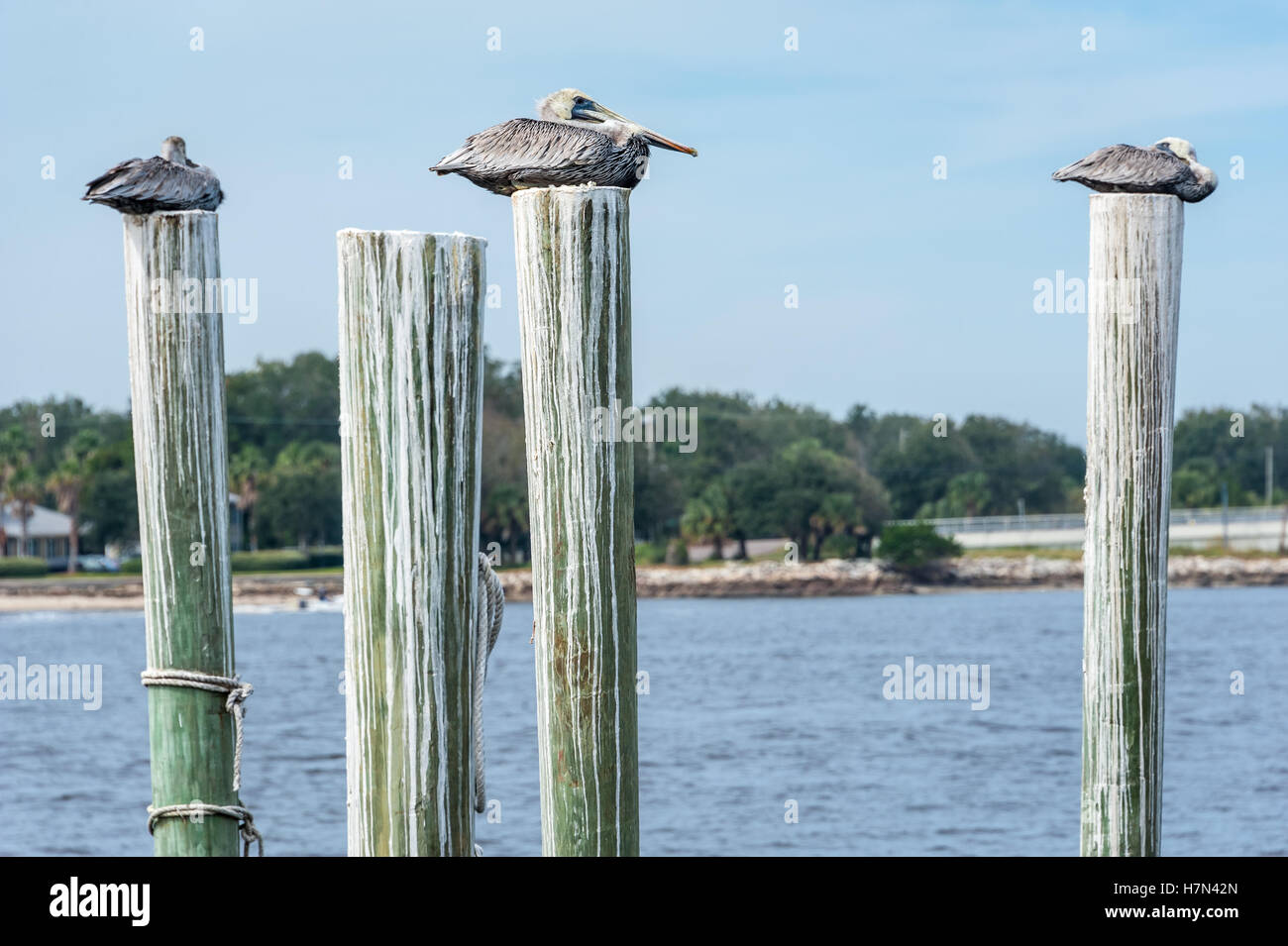 Pellicani marroni arroccato in cima dock palificazioni a Mayport in Jacksonville, Florida, Stati Uniti d'America. Foto Stock