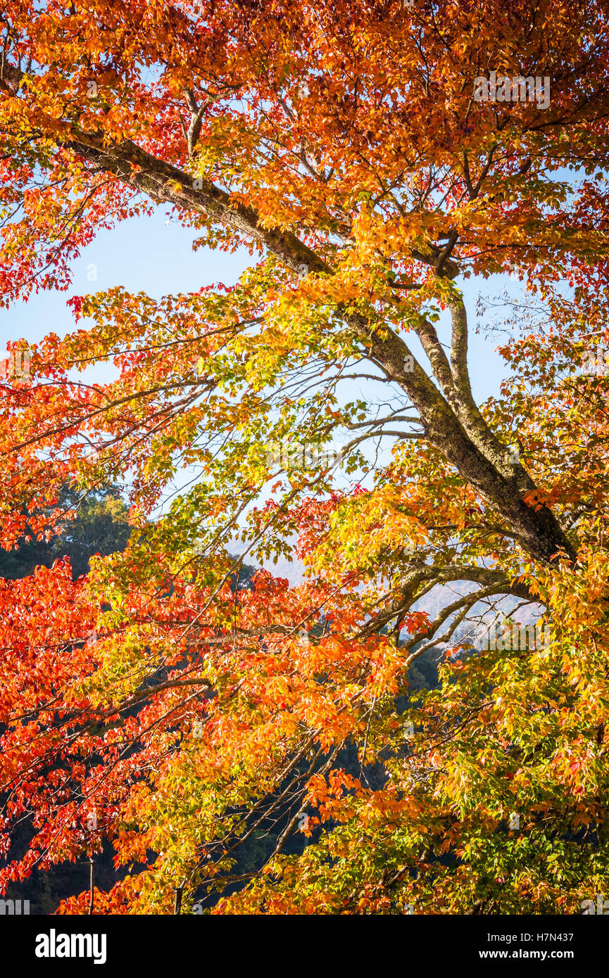 La vibrante Autunno a colori sul display a Vogel State Park in Blue Ridge Mountains vicino a Blairsville, Georgia, Stati Uniti d'America. Foto Stock